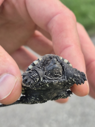 Common Snapping Turtle observed by dooug