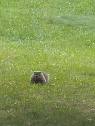 Groundhog observed by wasilcoj