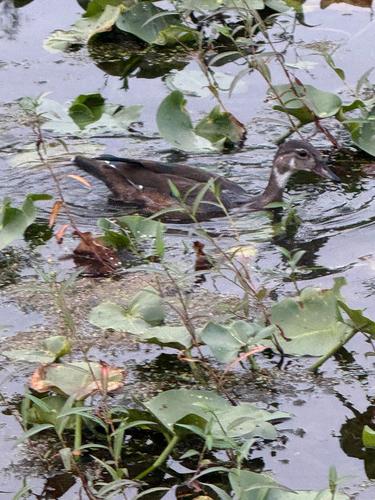 Wood Duck observed by simba-f