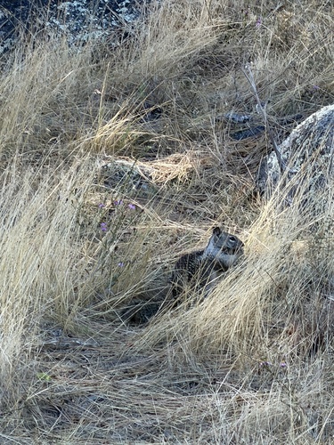 California Ground Squirrel observed by matt_mca
