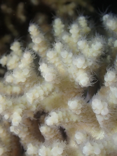 Acropora tenuis observed 2026-08-08