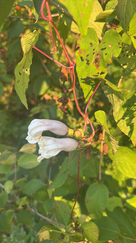 wild potato vine