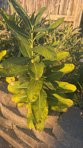 common milkweed