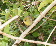 Zosterops tenuirostris