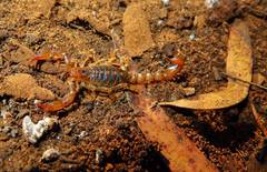 Cercophonius kershawi