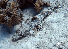 Papilloculiceps longiceps