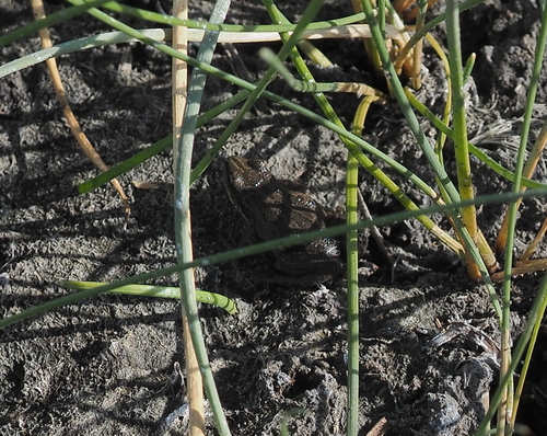 Boreal Chorus Frog