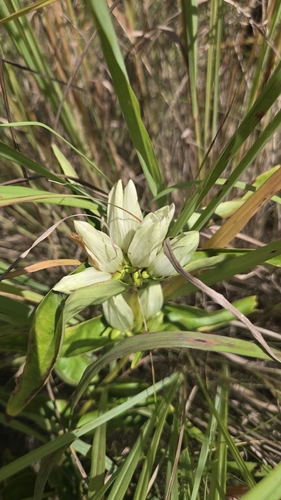 Gentiana alba, photograph 2