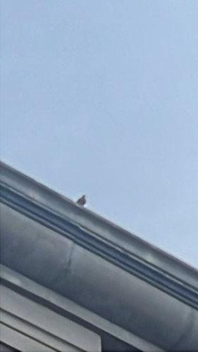 Mourning Dove observed by superfischl1225