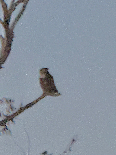 iNaturalist observation photo of Great Horned Owl