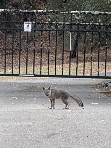 Gray Fox observed by rwilming