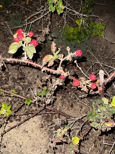 iNaturalist observation photo of trailing blackberry