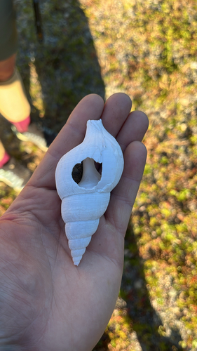 Colus stimpsoni observed 2026-09-01