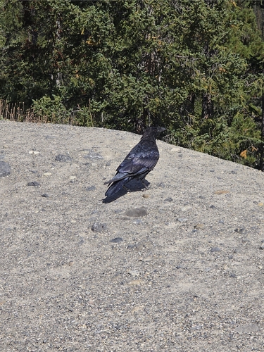 Common Raven observed by coreyjw_y