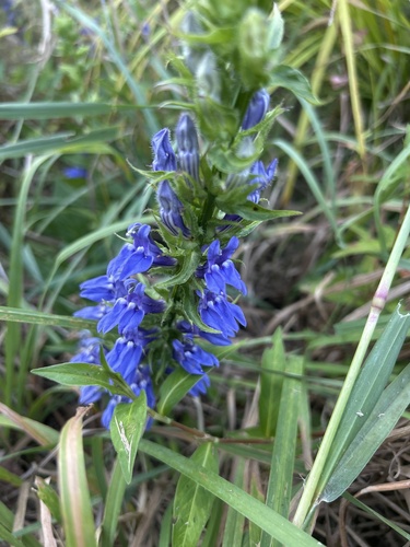 great blue lobelia