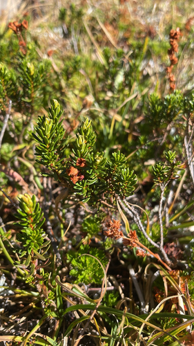 Phyllodoce empetriformis, photograph 4