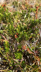 Phyllodoce empetriformis, photograph author not stated, no rights reserved