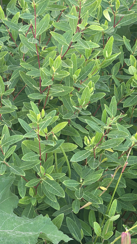 hemp dogbane
