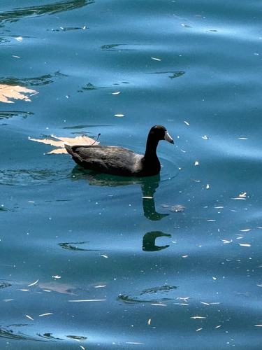 American Coot observed by socalviolinguy