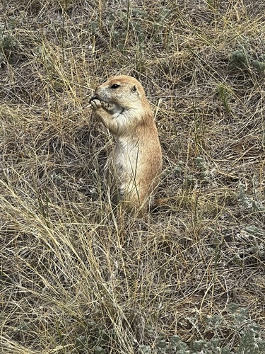 Black-tailed Prairie Dog observed by alantorretto