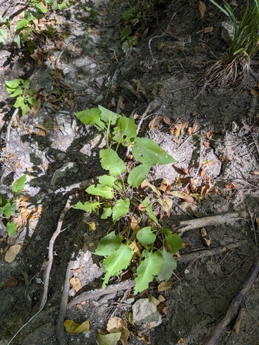 Symphyotrichum drummondii, photograph 4