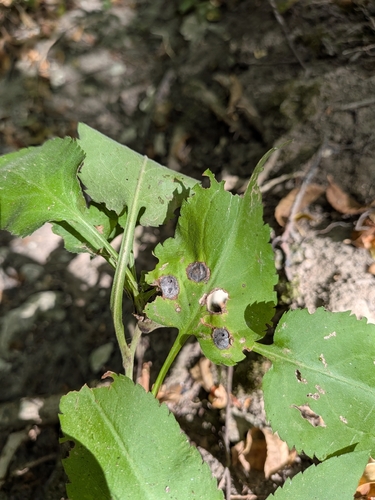 Symphyotrichum drummondii, photograph 5