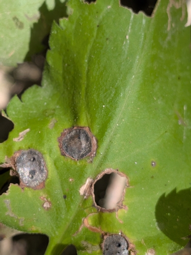 Symphyotrichum drummondii, photograph 6