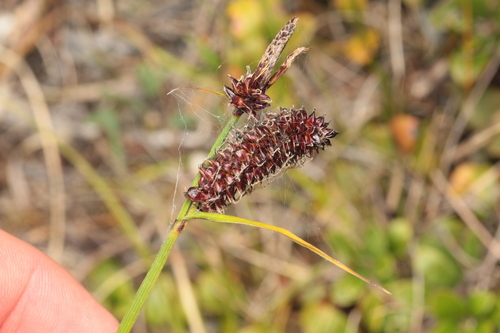 Carex rotundata, 2026-08-17