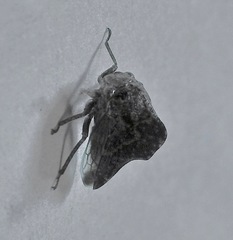 Telamona ampelopsidis