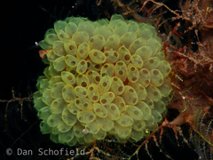 Perophora modificata