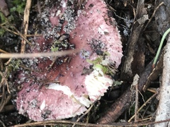 Russula purpureoflava