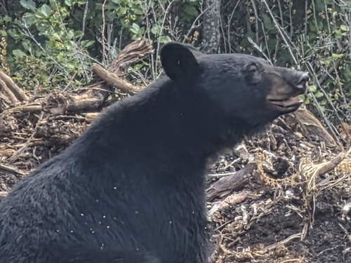 Black Bear sighting near Okanagan-Similkameen