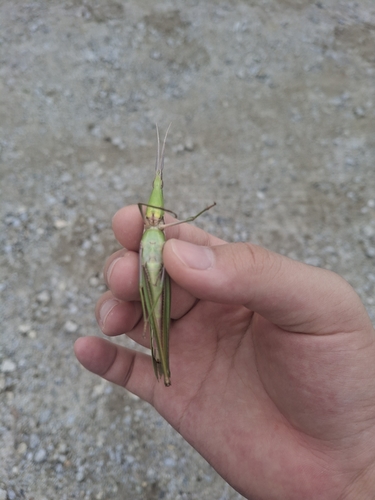 Oriental Longheaded Locust