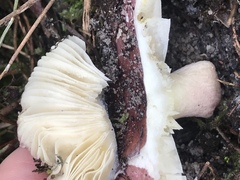 Russula purpureoflava