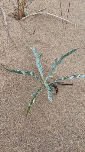 Cirsium pitcheri, photograph 3