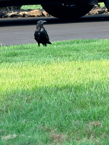 American Crow observed by dsbizit