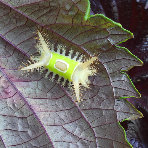 Saddleback caterpillar moth