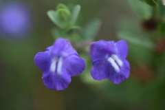 Scutellaria wrightii