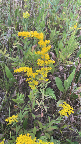 field goldenrod