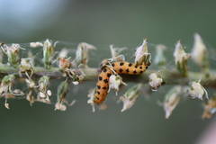 Eupithecia zygadeniata