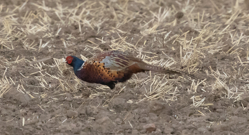 Common Pheasant observed by jarvo