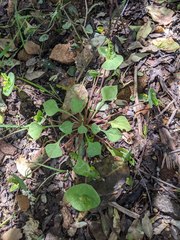 Claytonia rubra