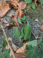 Packera obovata