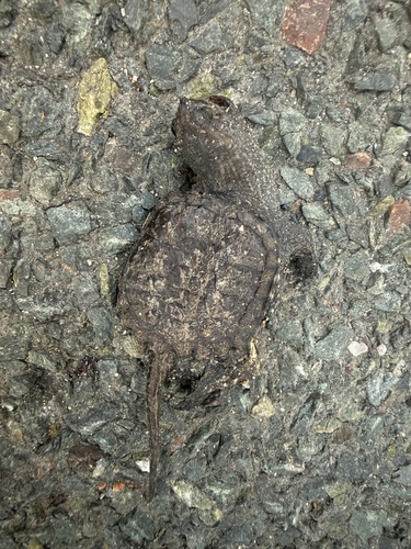 Common Snapping Turtle observed by scottgillingwater