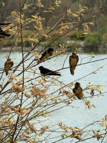 Barn Swallow observed by tickqueen2