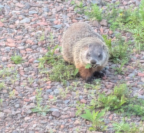 Groundhog observed by diatompa24