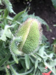 Papaver × pseudo-orientale