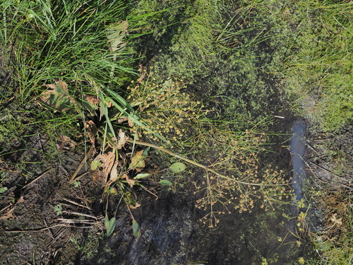 northern water-plantain