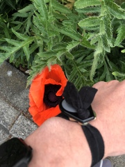 Papaver × pseudo-orientale