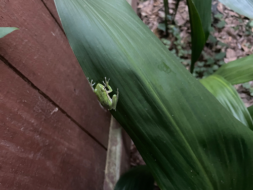 Green Treefrog observed by quercusvirginiana
